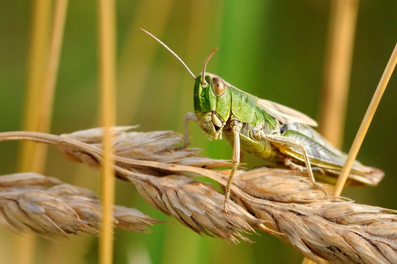 Plaga szarańczy w Dagestanie