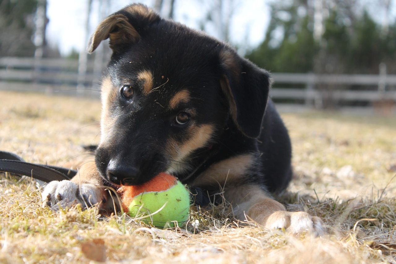 Międzynarodowy Dzień Psa. Schroniska apelują o adopcje