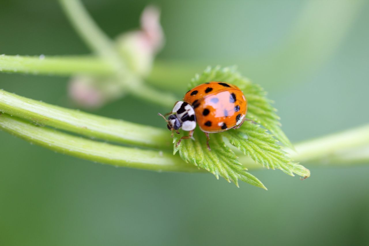 Jak pozbyć się biedronek azjatyckich, fot. Adobe Stock