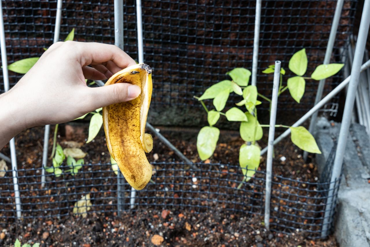 Nigdy nie wyrzucam skórki z banana. Zakopuję ją w ziemi i mam więcej pożytku