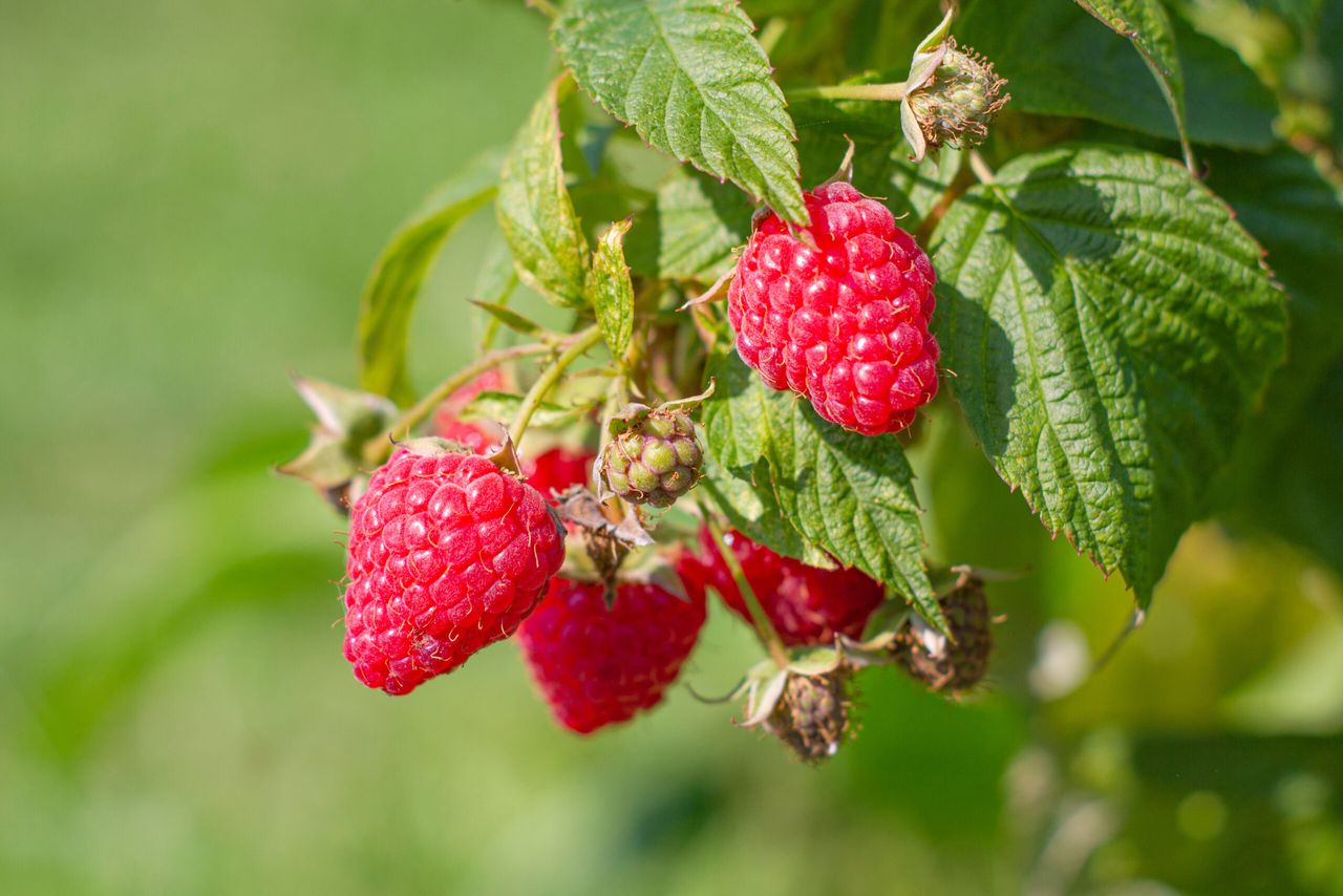 Jak sadzić jesienne maliny? Fot. Adobe Stock