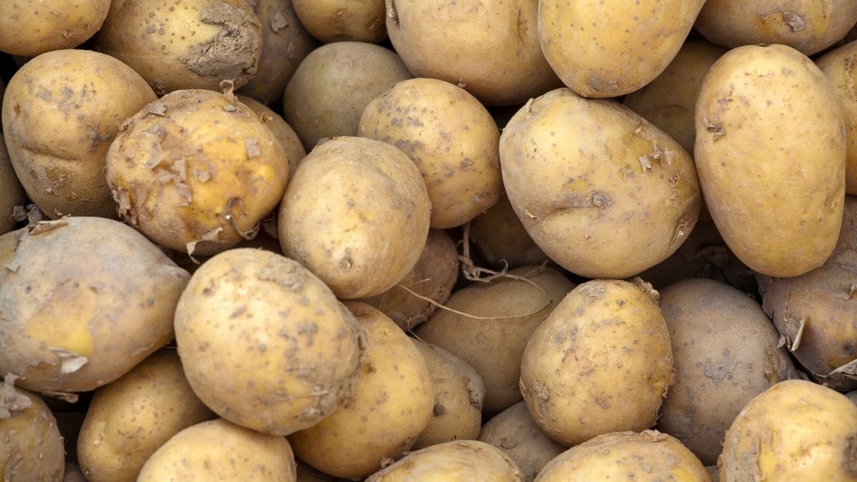 Młode ziemniaki - tych lepiej unikać. Fot. AdobeStock