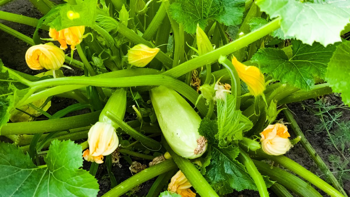 Cukinia- Pyszności, źródło: Getty Images