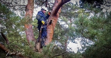 W pilskich lasach arboryści zbierają szyszki