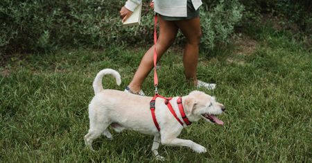 Dogtrekking Wuchta Łap, czyli pierwszy w Poznaniu bieg na orientację z czworonogami