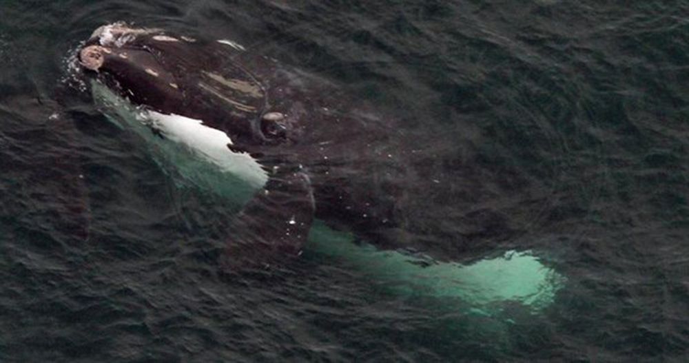 Bardzo rzadki wieloryb pojawił się u wybrzeży USA