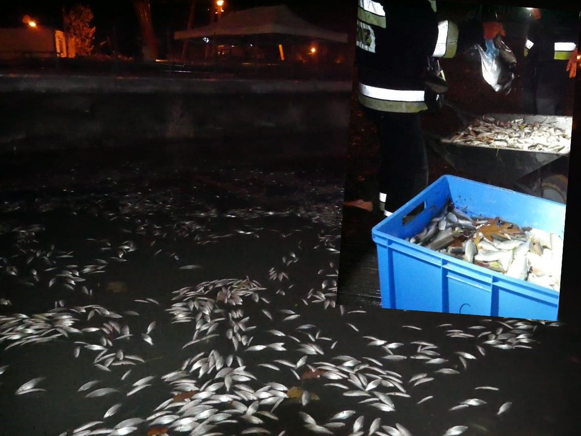 Zalew w Krakowie zatruty? 150 kg śniętych ryb