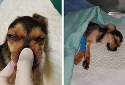 "Tak bili, że przestał dawać oznaki życia". Wielki dramat szczeniaka