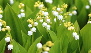 Każdy zna nazwy tych wiosennych kwiatów. Rozpoznasz wszystkie?