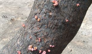 Australia odradza się po pożarach. "Natura sobie radzi, ale życia zwierząt nic nie zwróci"