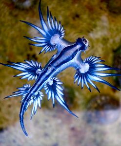 Tajemnicze znalezisko na plaży. Woda wyrzuciła setki niebieskich smoków