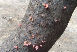 Australia odradza się po pożarach. "Natura sobie radzi, ale życia zwierząt nic nie zwróci"