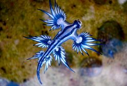 Tajemnicze znalezisko na plaży. Woda wyrzuciła setki niebieskich smoków