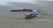 Morze wyrzuciło niespotykane zwierzę na plażę. Mnóstwo domysłów