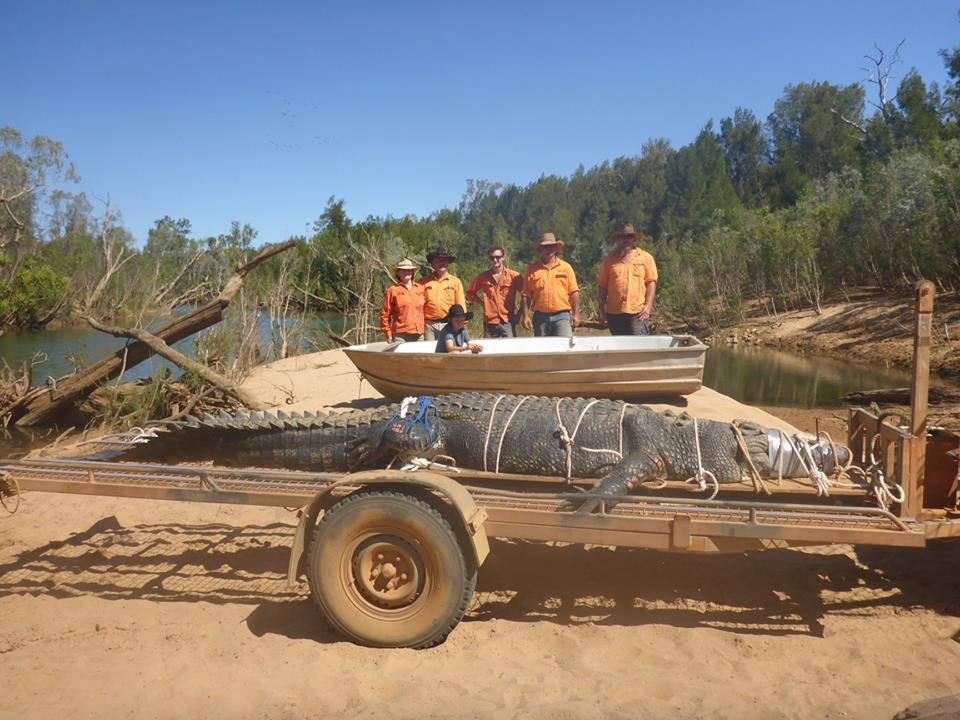 Australijska "bestia" w końcu schwytana. 600-kilogramowego krokodyla szukano od 2010 roku