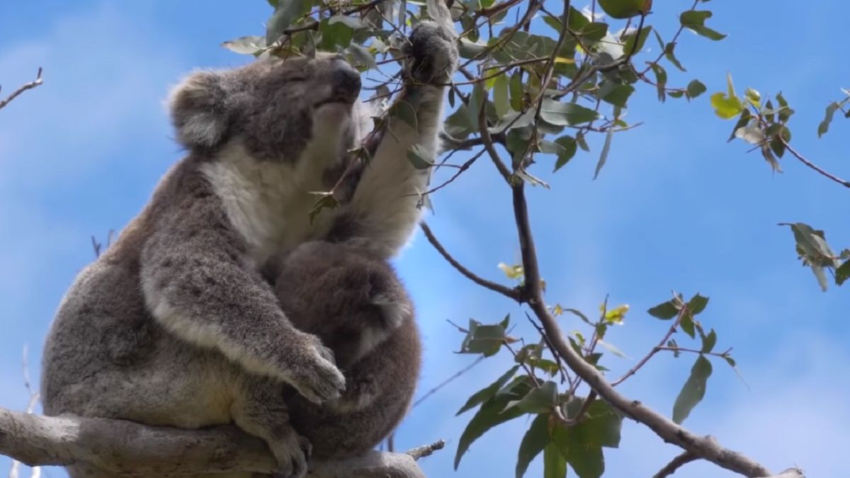 Koale wracają do buszu. Natura odrodziła się na tyle, żeby ponownie przyjąć zwierzęta.