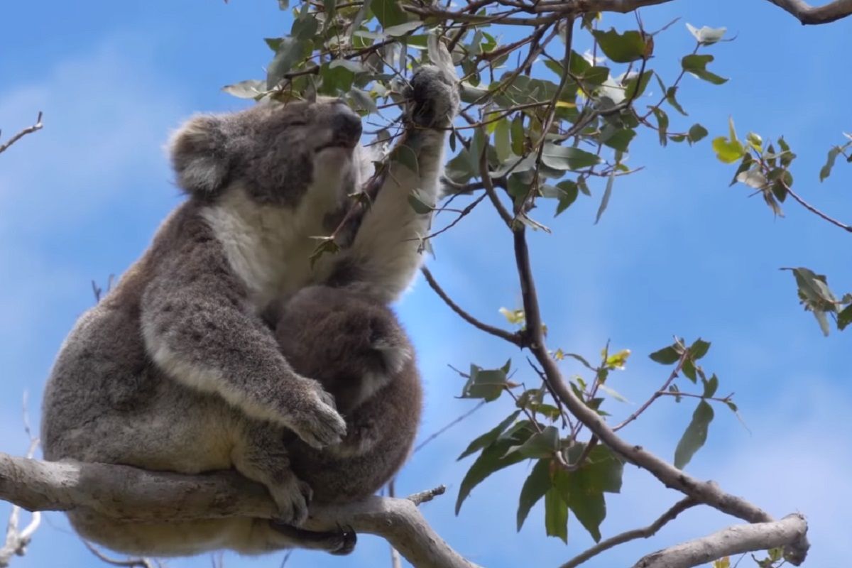 Koale wracają do buszu. Natura odrodziła się na tyle, żeby ponownie przyjąć zwierzęta.