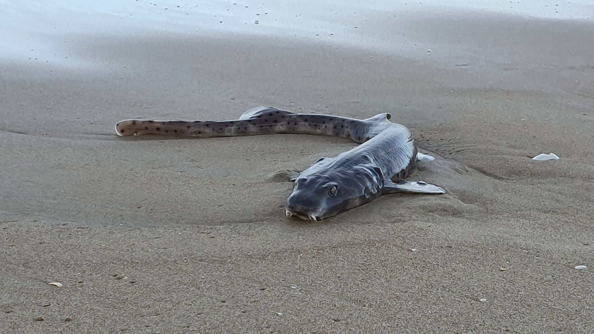 Morze wyrzuciło niespotykane zwierzę na plażę. Mnóstwo domysłów