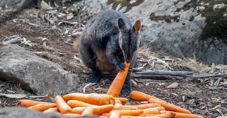 Pożary w Australii. Zwierzęta umierają. Władze zrzucają z powietrza marchewki