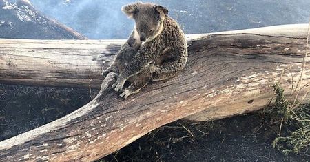 Australia. Koala chroniła swoje dziecko. Wokół szalały płomienie