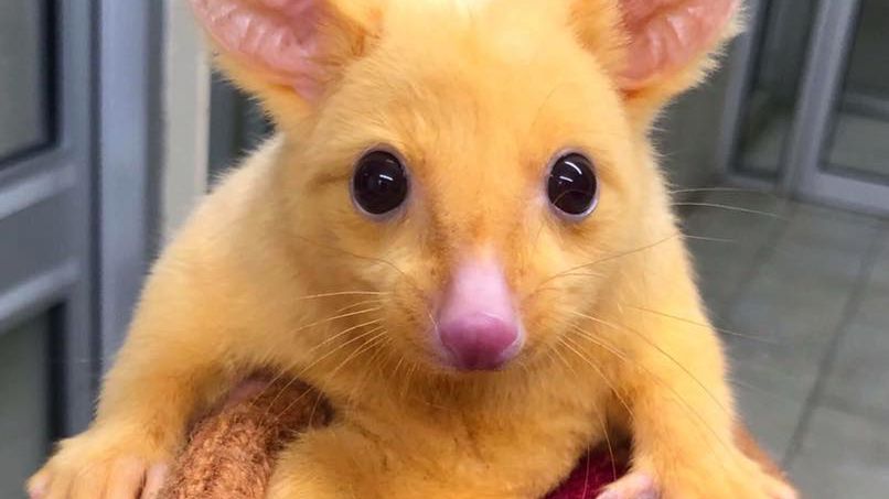 Australia: Znaleziono zwierzę podobne do słynnego Pikachu