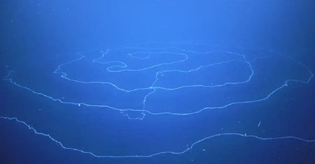 Niesamowity drapieżnik z głębin oceanu. Ma ponad 45 metrów