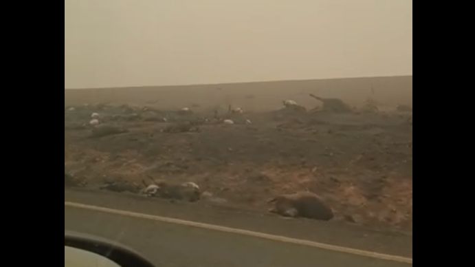 Australia. Martwe kangury i koale