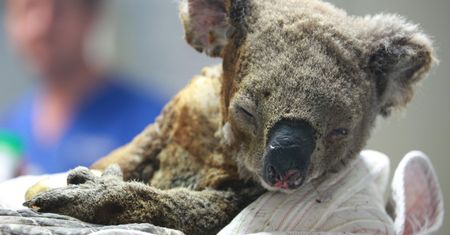 Koala na skraju wymarcia. Tragiczny skutek pożarów w Australii