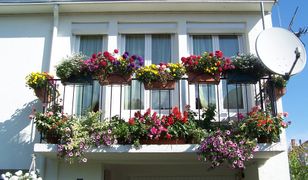 Włoski rząd chce zachęcić do większej troski o zieleń. Będą specjalne ulgi