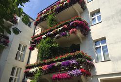 Balkony pełne kwiatów. Robią wrażenie