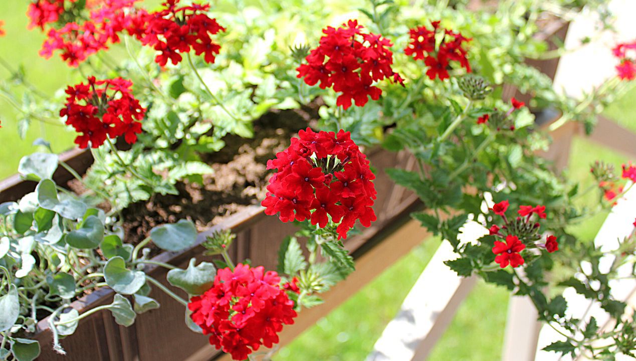 co zamiast pelargonii na balkon fot. getty images