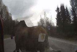 #dziejesiewmoto [79]: zderzenie z łosiem, drift na ulicy i wypadek rajdowy
