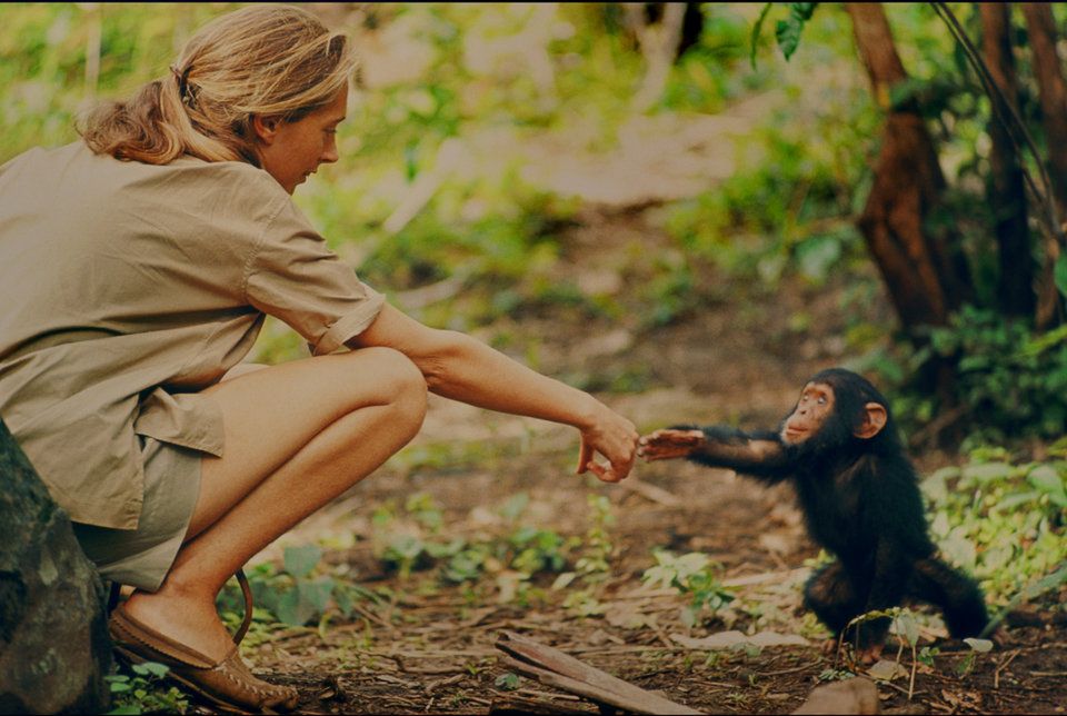 "Ten film sprawił, że wróciłam myślami do najlepszych dni w moim życiu”. Poznajcie historię Jane Goodall.