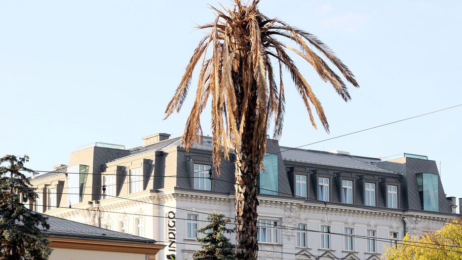 Warszawska palma uschła? Jest rozwiązanie zagadki