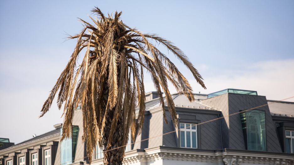 Warszawa. Uschnięta palma stała się symbolem zmian klimatycznych (zdj. arch.)