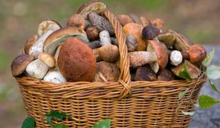 Quiz dla grzybiarzy. Rozwiąż zanim pójdziesz do lasu