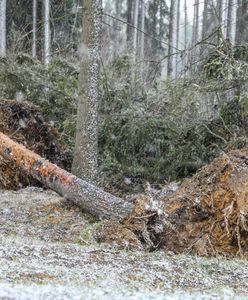 Tatry. Wichura na południu. Nie wiało tak od kilkudziesięciu lat. Zakopane bez prądu