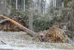 Tatry. Wichura na południu. Nie wiało tak od kilkudziesięciu lat. Zakopane bez prądu