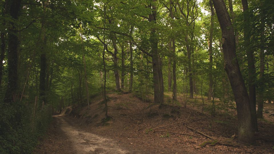 Dwugłowa żmija w polskim lesie. Lasy Państwowe komentują [Zdjęcia]