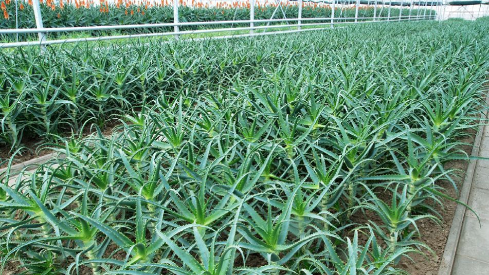 W Polsce nie spotkamy aloesu dziko rosnącego