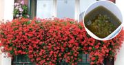 Przepis na naturalny nawóz dla pelargonii lepszy niż ze sklepu. Kwitną po nim jak szalone