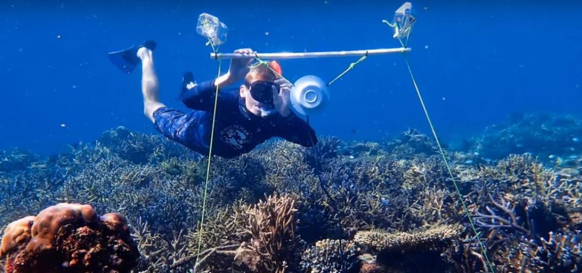 Ratowanie rafy koralowej. Okazuje się, że może jej pomóc muzyka