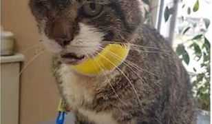 Oprawca pobił kota, wybił mu zęby i uszkodził oko. Wolontariusze szukają nowego właściciela