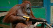 Niesamowite nagranie. Orangutan używa piły jak człowiek