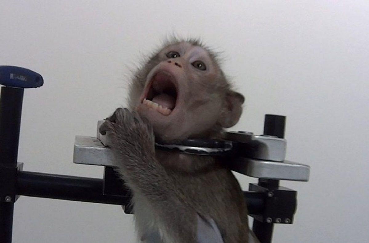 Małpy krzyczące z bólu. Szokujące nagrania z laboratorium w Niemczech obiegły świat