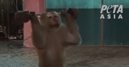 Szokujące nagrania z zoo. Małpa zmuszona do podnoszenia ciężarów
