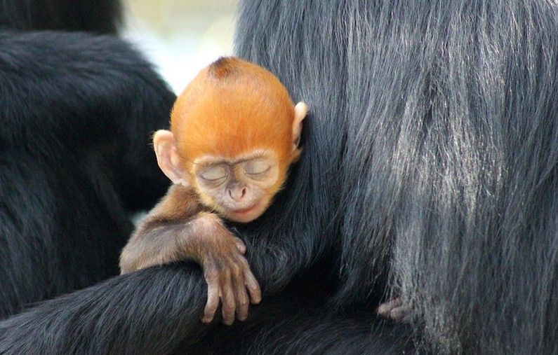 Pomarańczowa małpka. Niezwykle rzadki gatunek