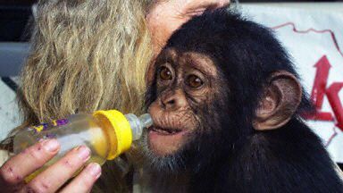 Małe małpki nie będą już musiały bać się porwania?