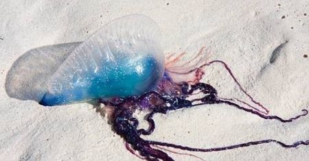 Inwazja meduz w Australii. Poparzyły tysiące osób