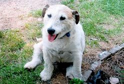 Mały terier obronił dzieci przed pitbulami